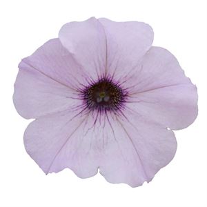 Afbeelding van Petunia P12 Ew Silver